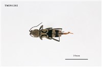 藏品(曲紋虎天牛)的圖片